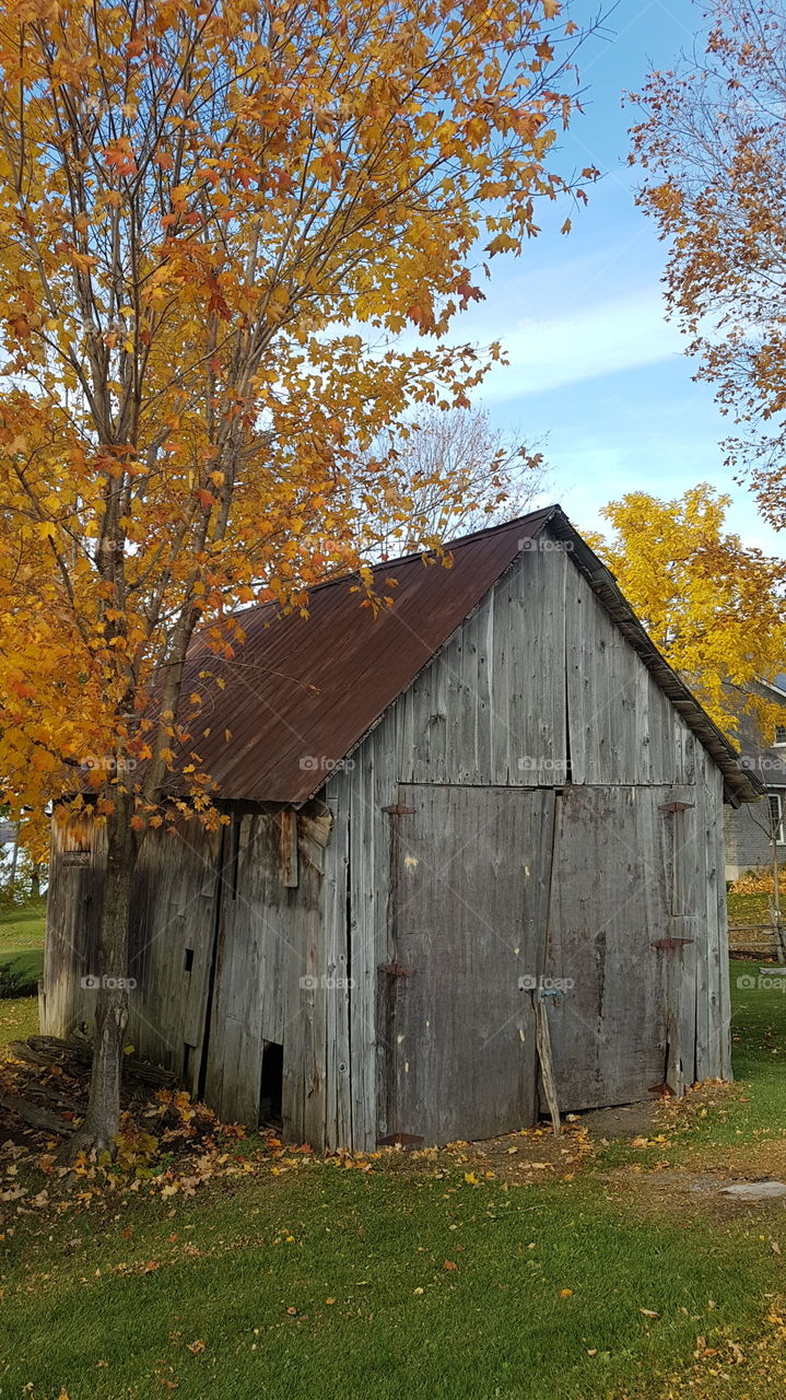 A wooden shed near a tree. Prince-Edward County, Ontario, Canada.