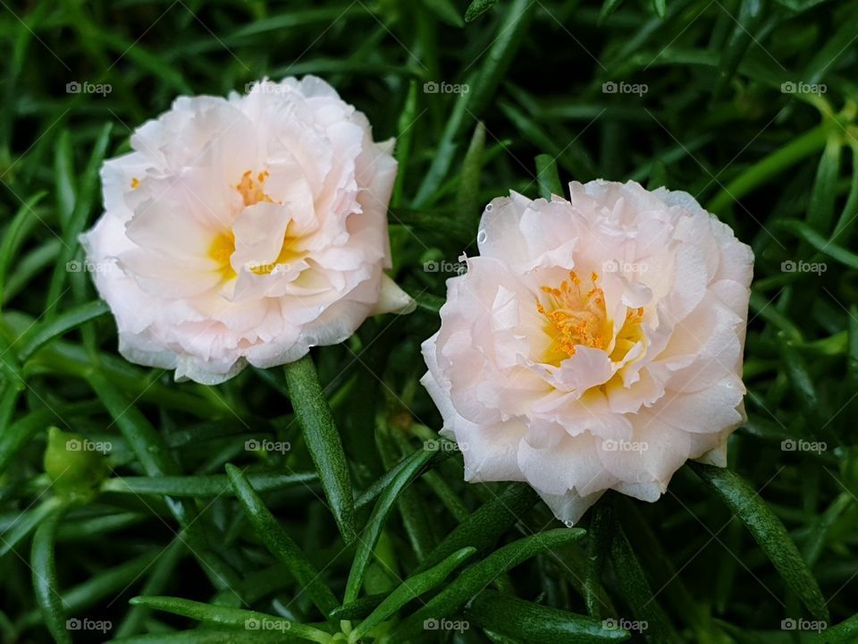  Portulaca Grandiflora or Moss-rose