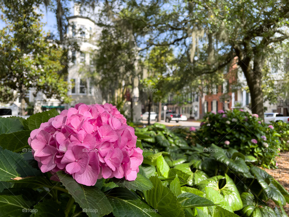 hydrangea flower bush so urban city park in Savannah Georgia GA