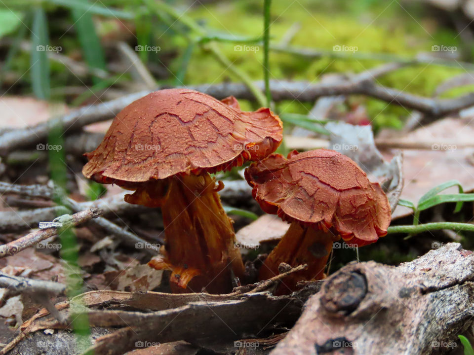 Mushrooms on the forest floor.