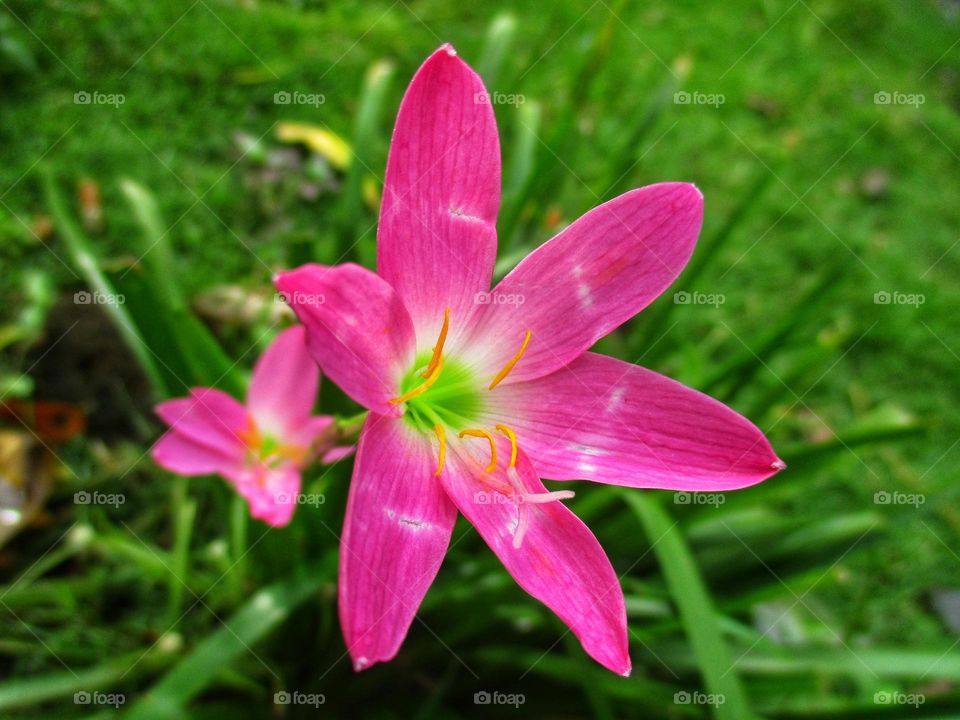 Zephyranthes carinata is commonly known as the rosepink zephyr lily or pink rain lily