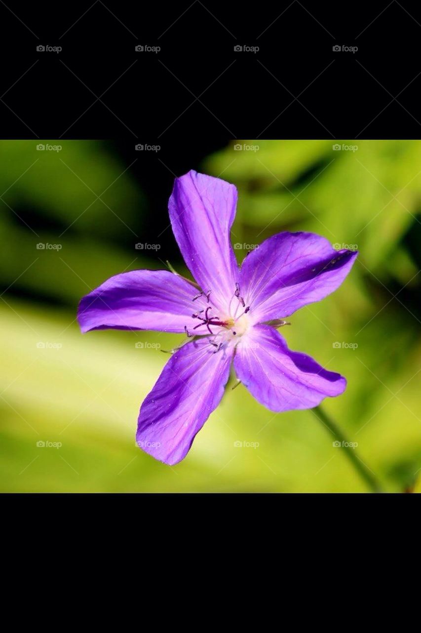 flower purple by eastegg18