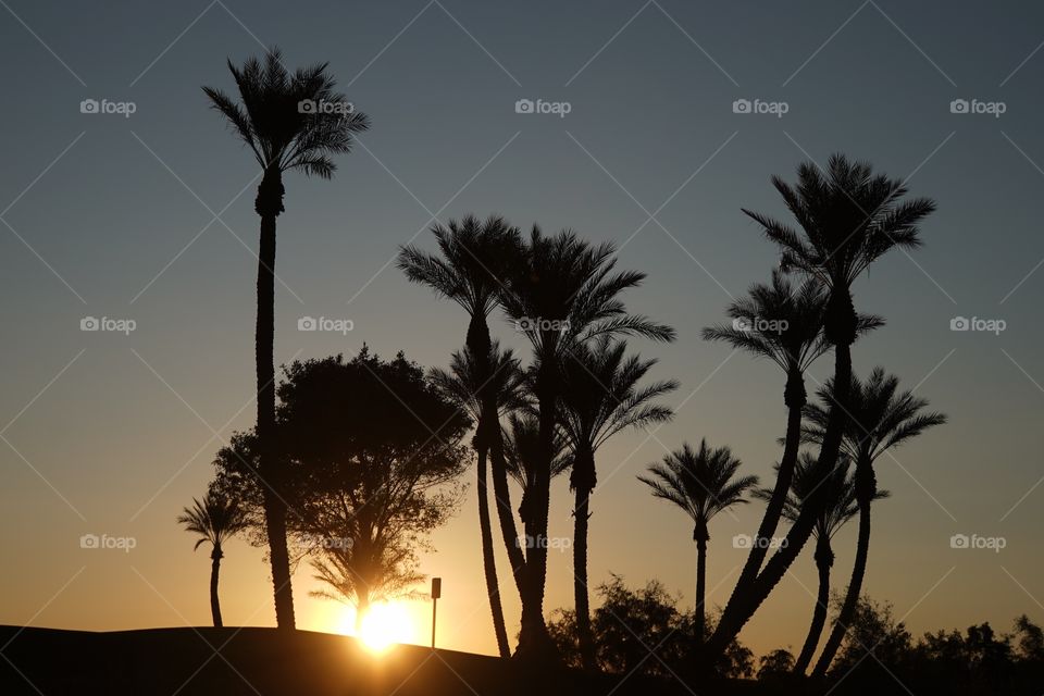 Sunrise behind Palm Trees and Golf Course In Las Vegas Nevada 