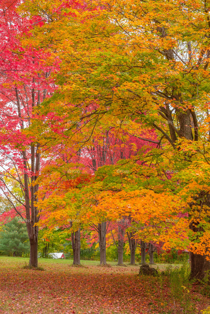 Love fall colors😍