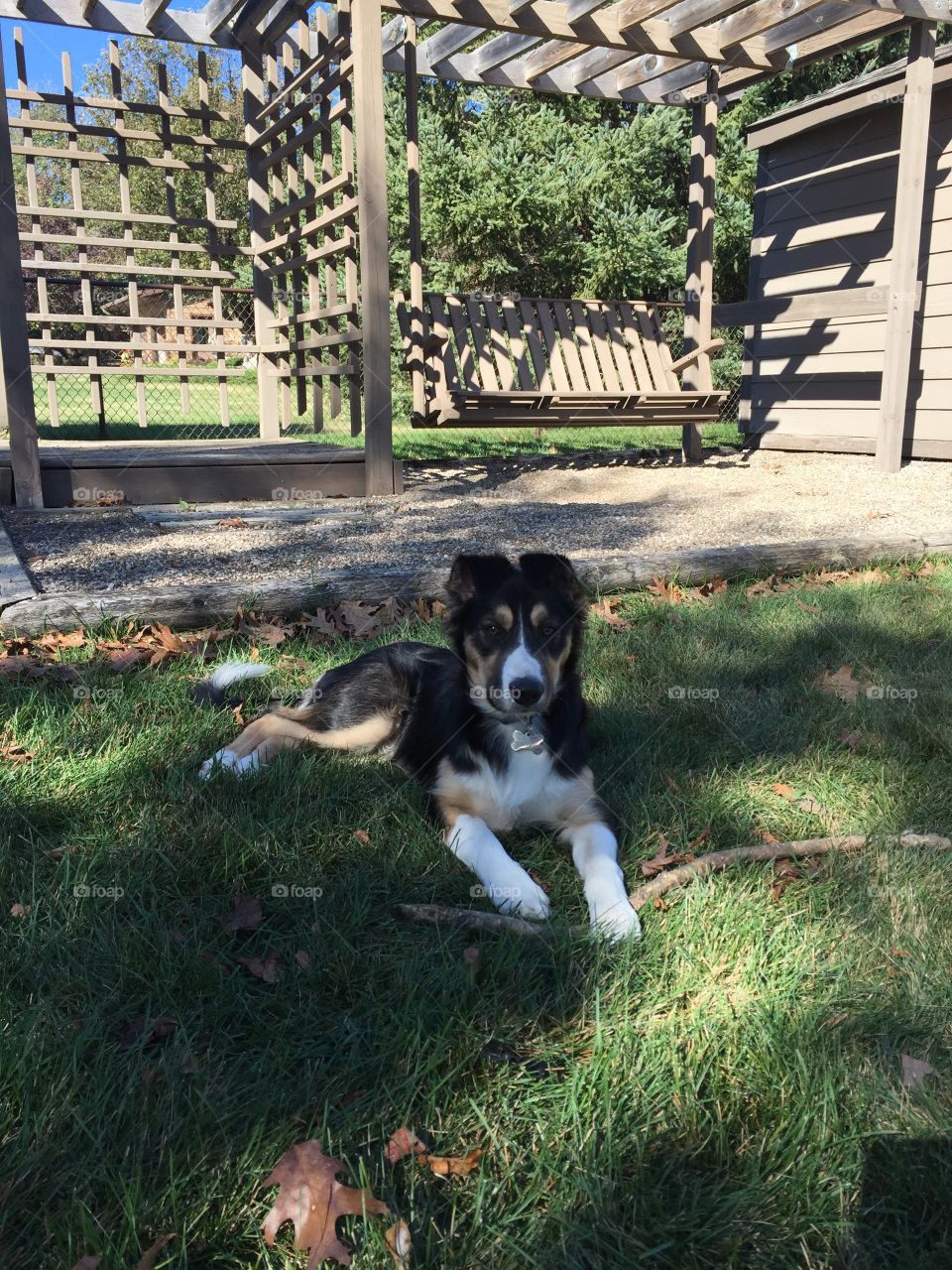 Mikey . My puppy Border Collie Mikey.  He is enjoying a beautiful Fall day. 