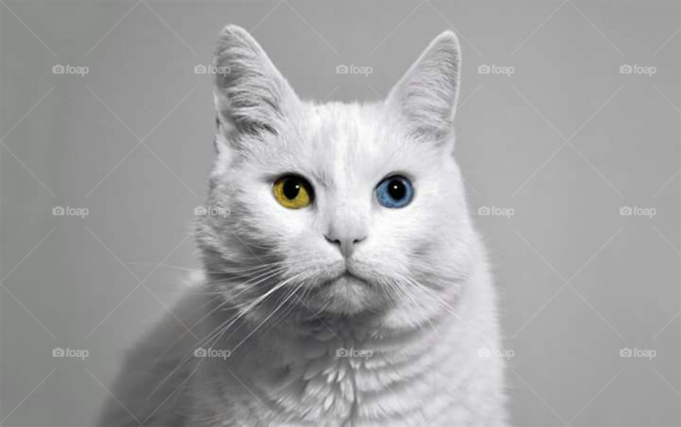 Studio shot of white cat