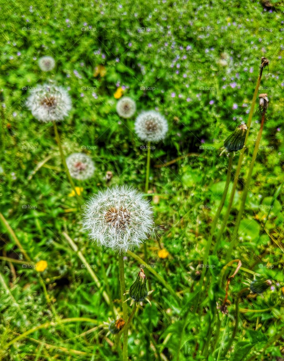 Dandelion Puff Balls