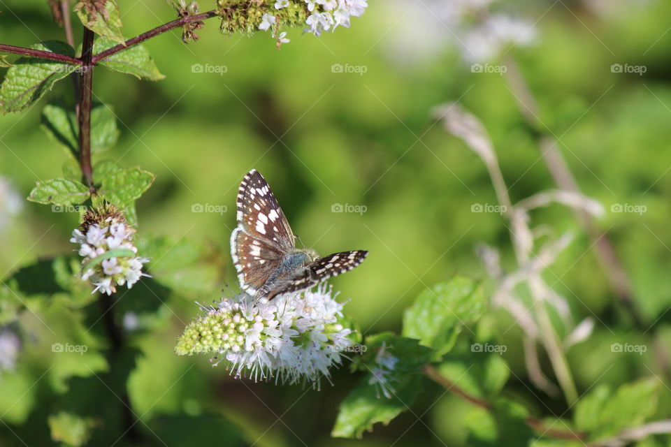 common checkered skipper enjoying the mint blooms