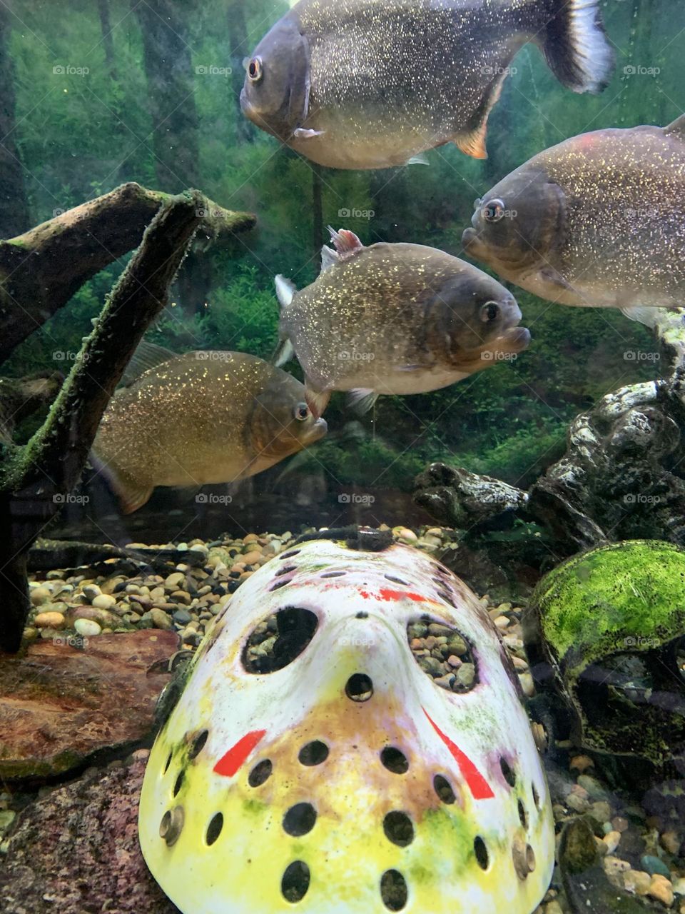 Scary Halloween mask at bottom of lake with piranhas 