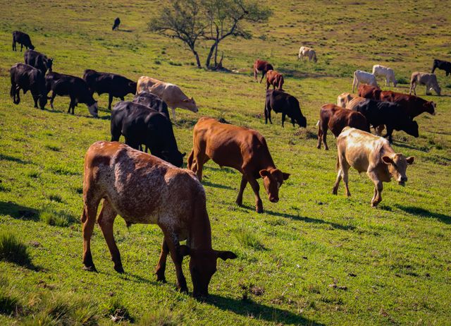 Vacas