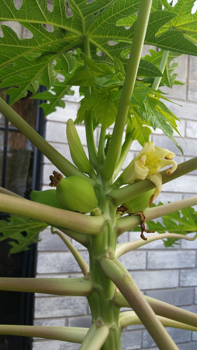 papaya  tree