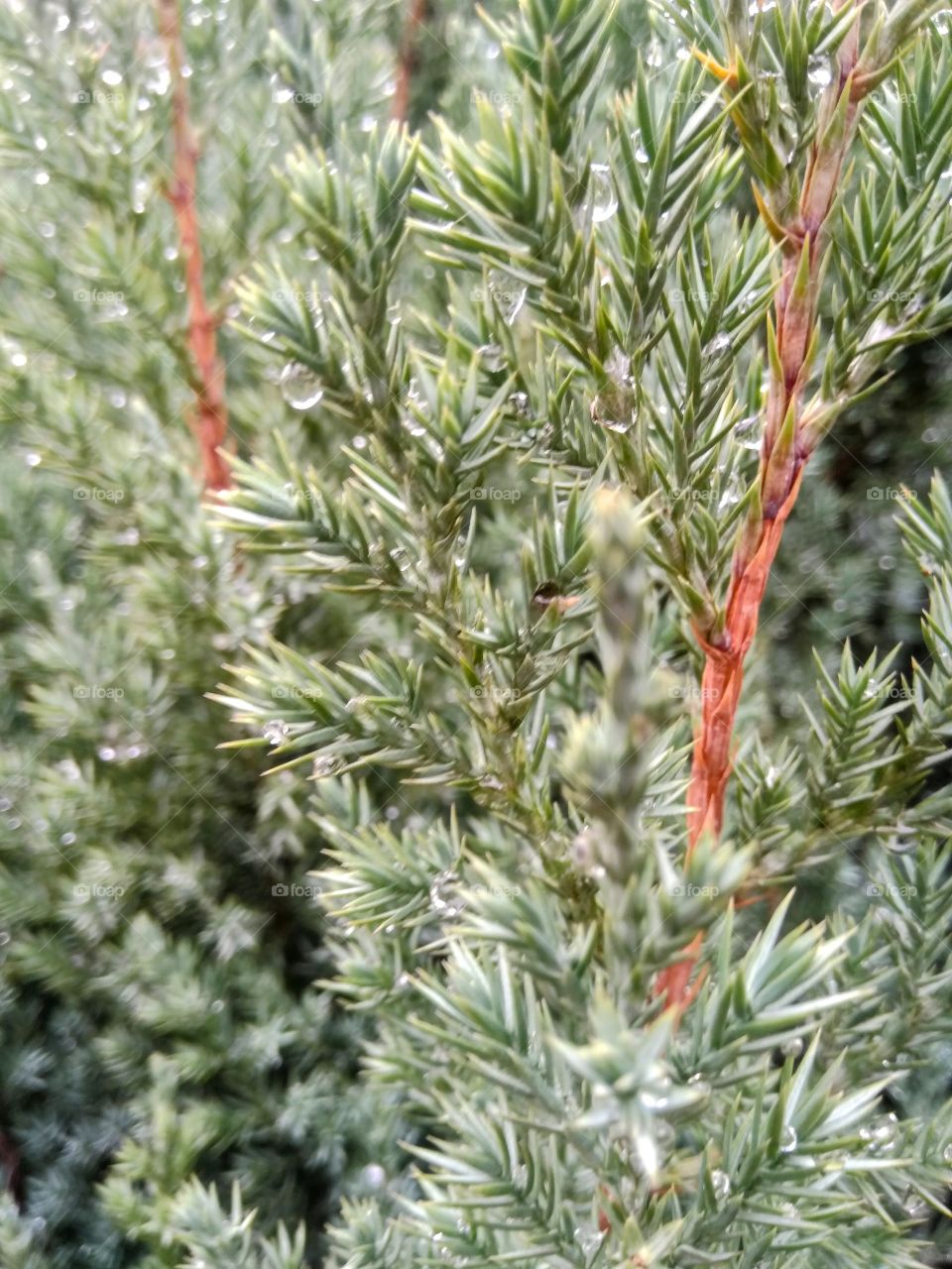 fir with water drops