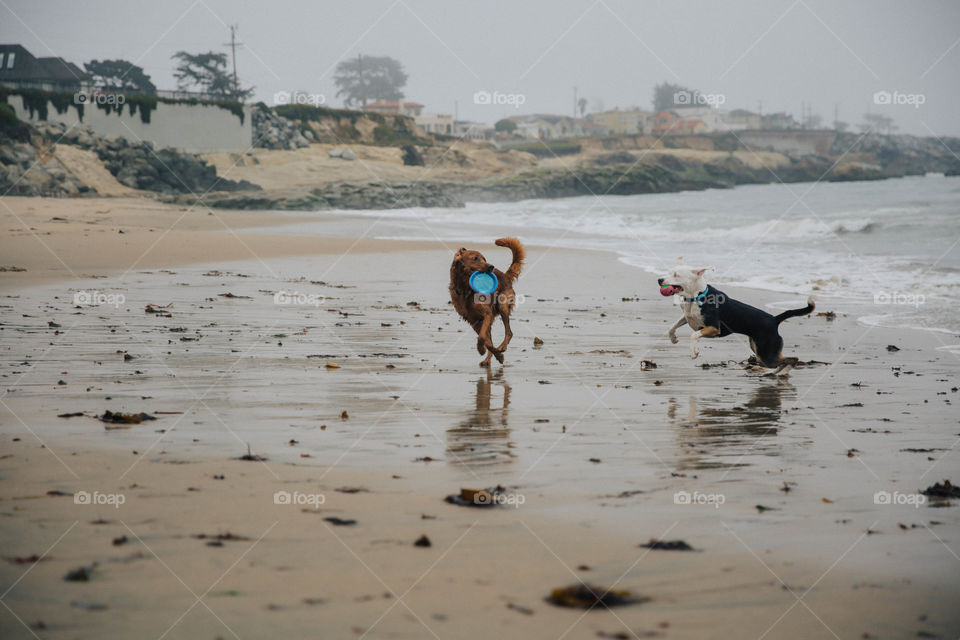Playing fetch on the beach in Santa Cruz