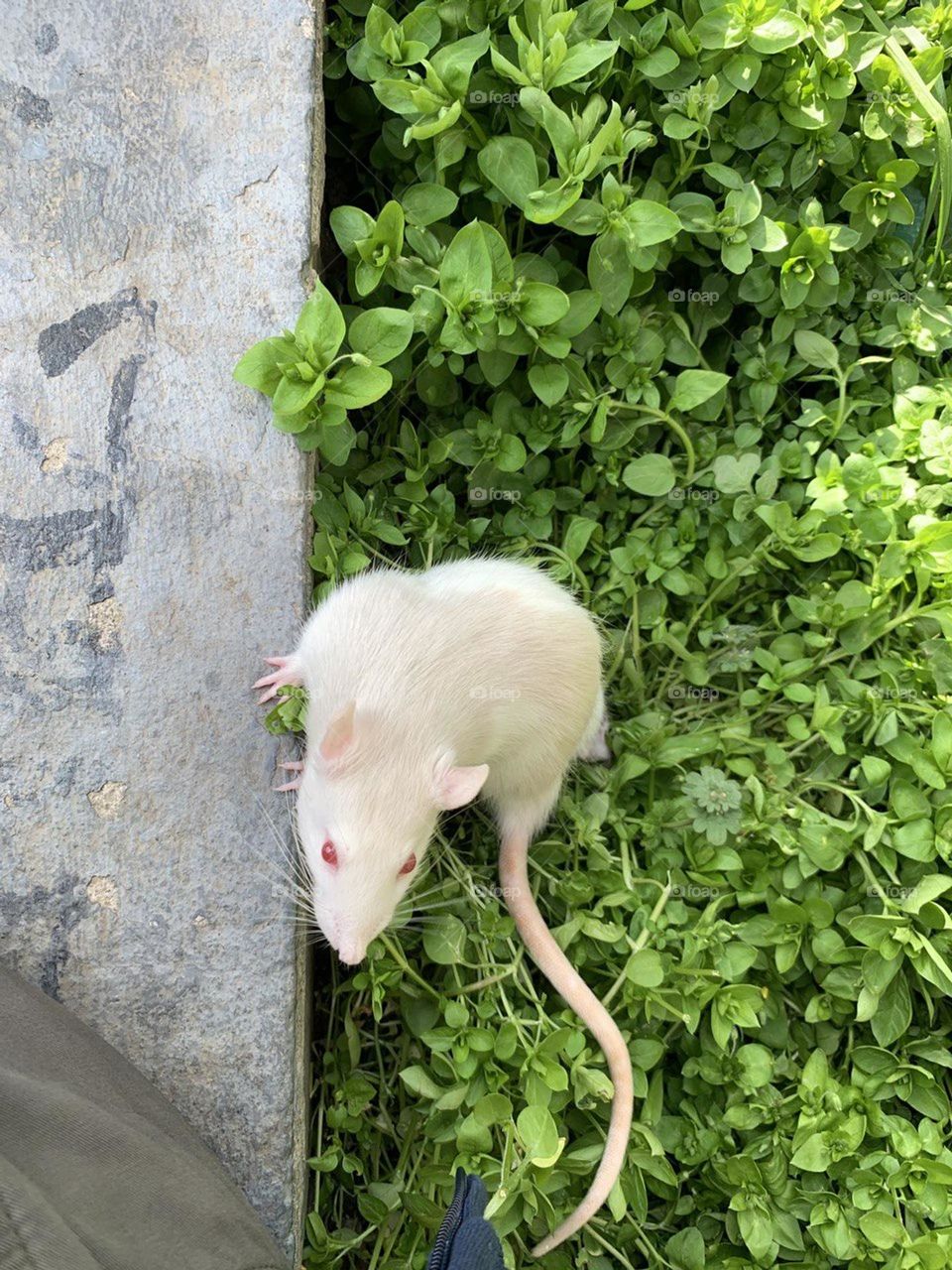 white rat 