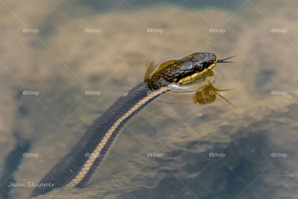 Queen snake in creek water non-venomous