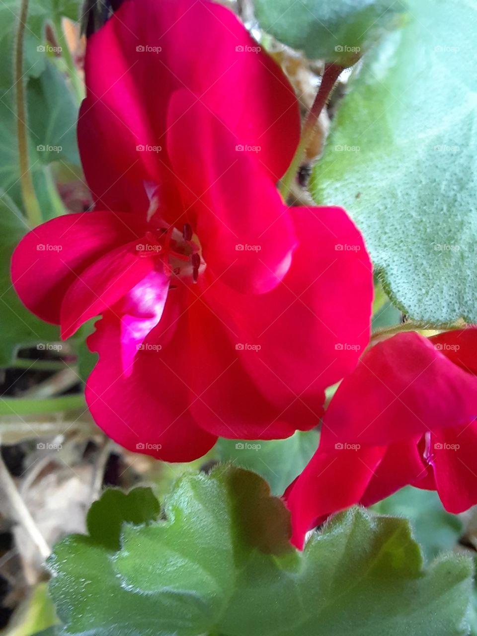 red geranium flowers in winter garden