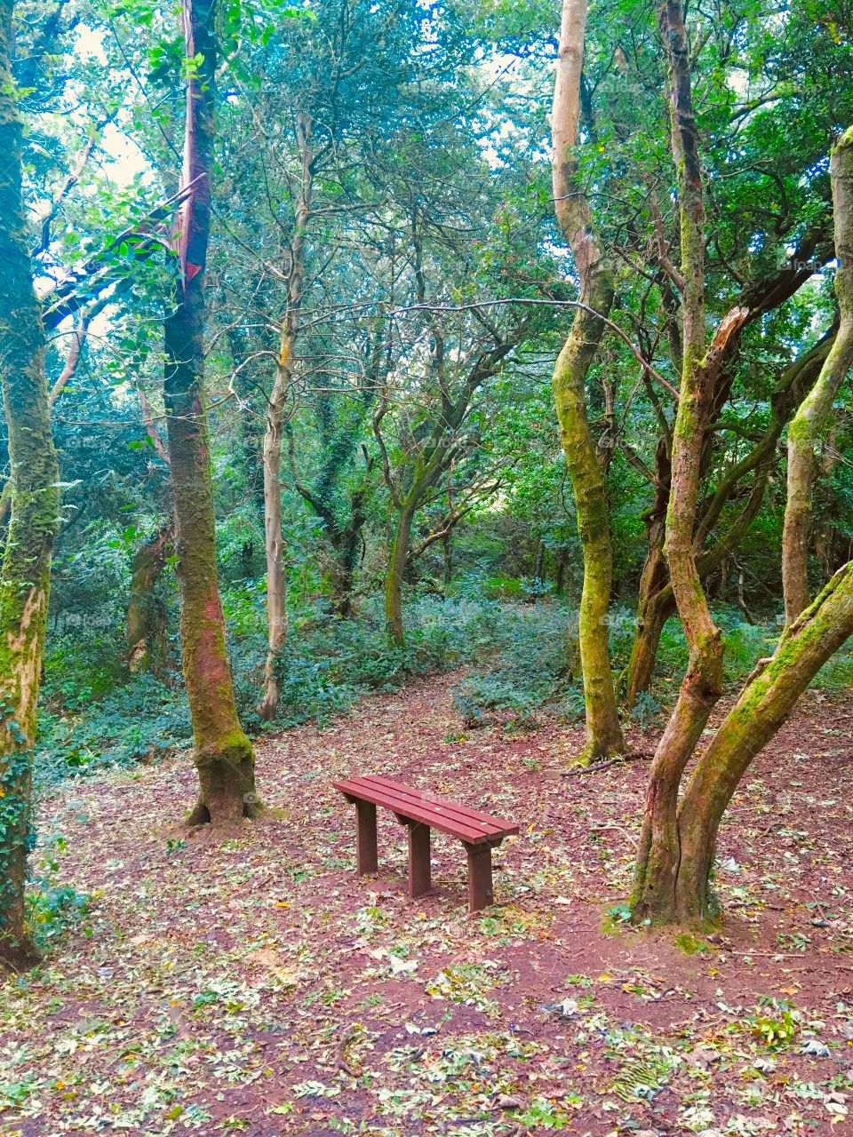 Nature, woodlands and a place to rest when you take the beautiful surroundings in during a walk in North Devon 