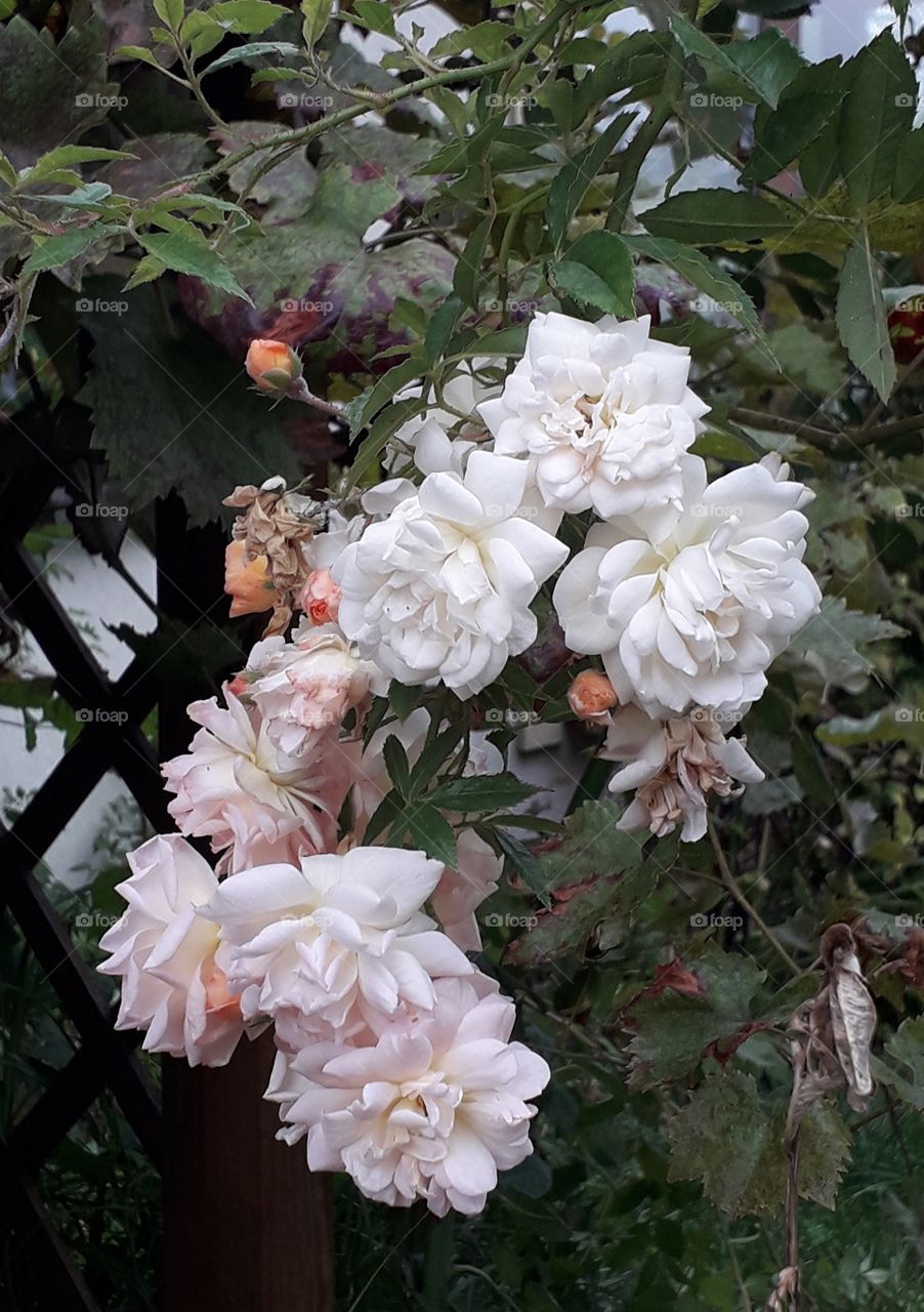 changing colors climbing roses : orange buds,  pink  in full bloom, white when mature