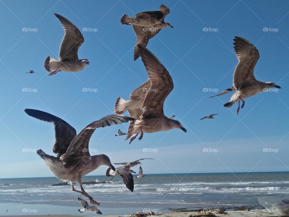 group idle seagulls in high sky.