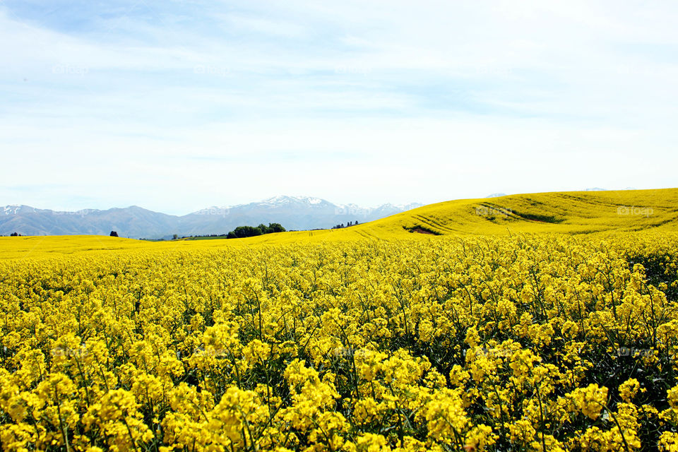 Field of oilseed rape