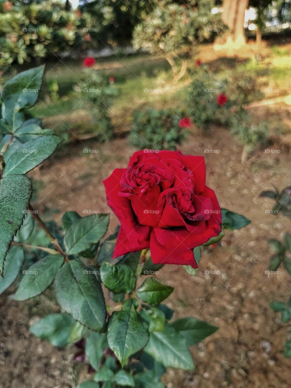 That red rose in the field is like a bold statement of beauty! It's standing out so confidently. 🌹✨
