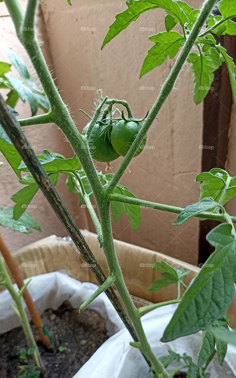 gardening tomatoes on a branch, love earth