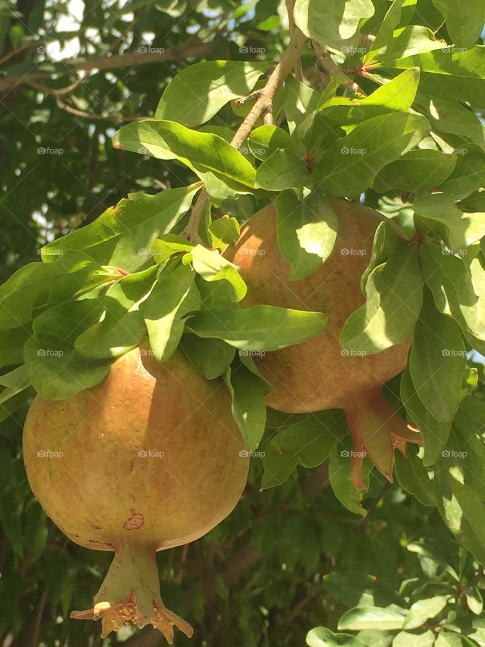 Sunlight on pomegranate fruit