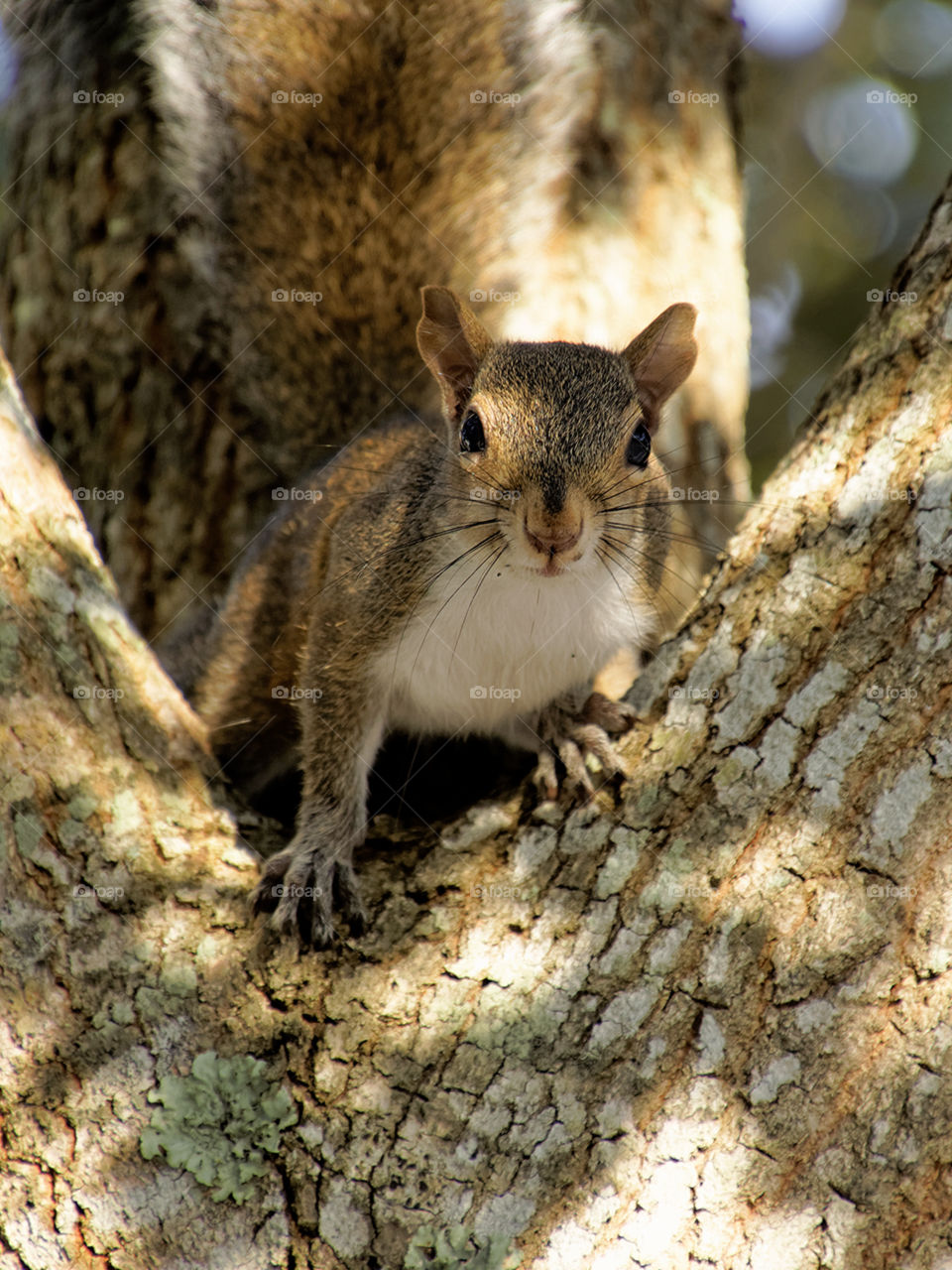Staring Contest. Eastern Grey Squirrel staring direct ahead