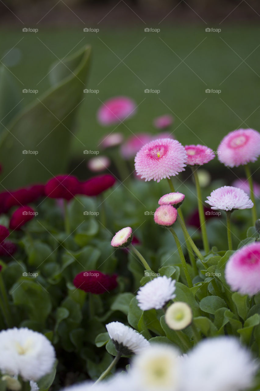 Pompom dahlias 