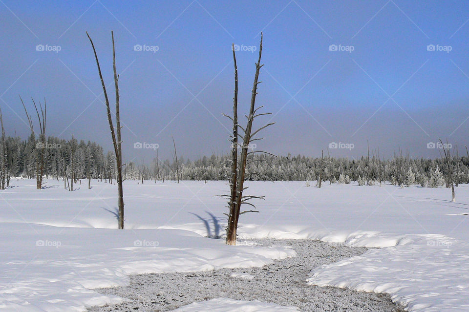 Winter morning landscape in Yellowstone Park