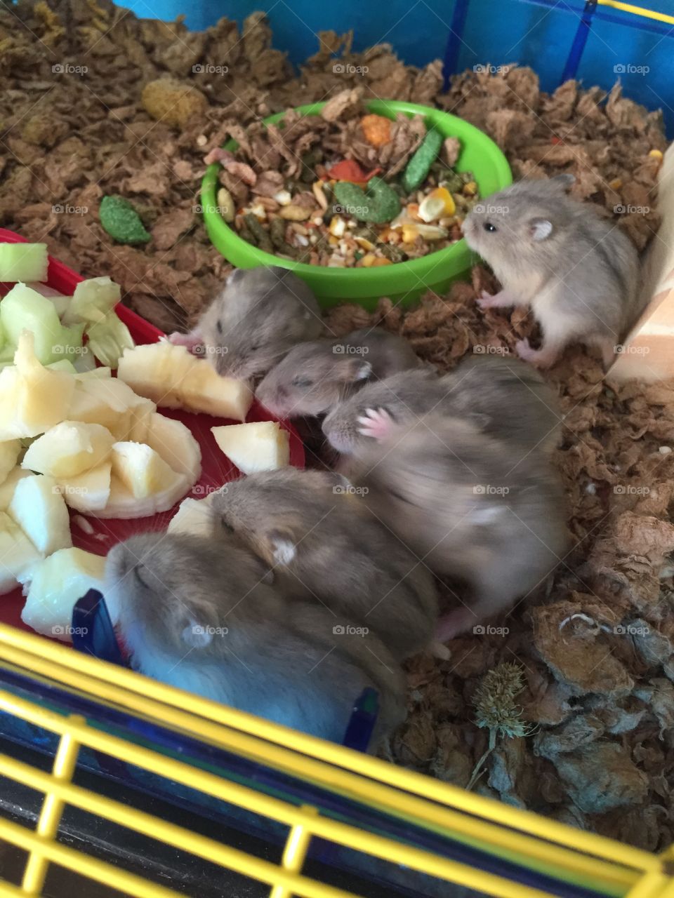 Having a snack. These little pups love bananas and cucumbers