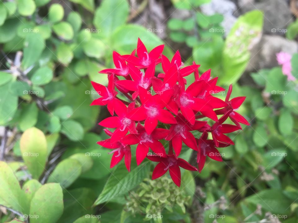 Beautiful flower 