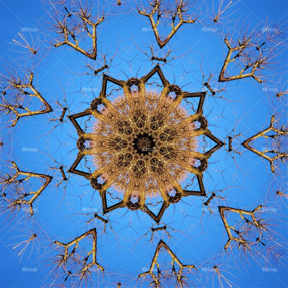 tree sky mandala