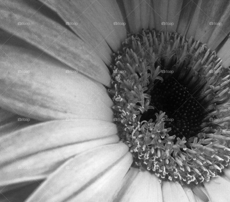 Daisy close up in black and white