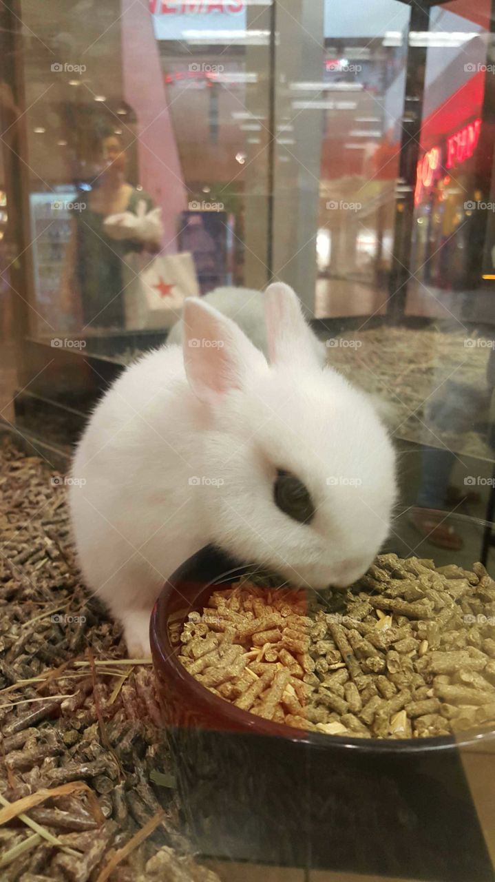 cute little bunny rabbit eating