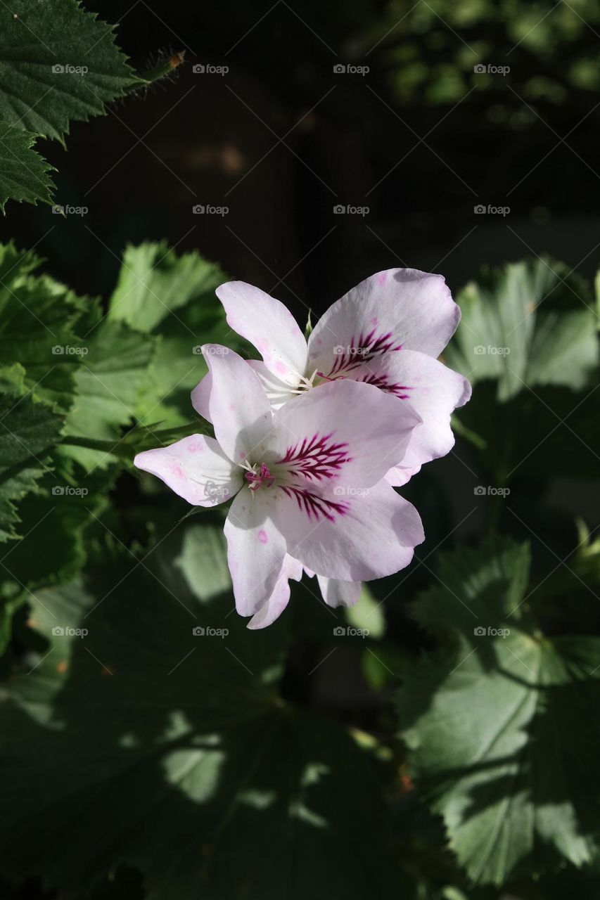 Pelargonium