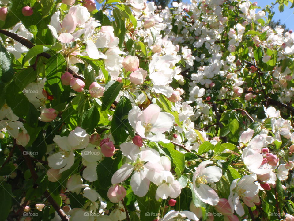 Apple blossoms. Apple blossoms