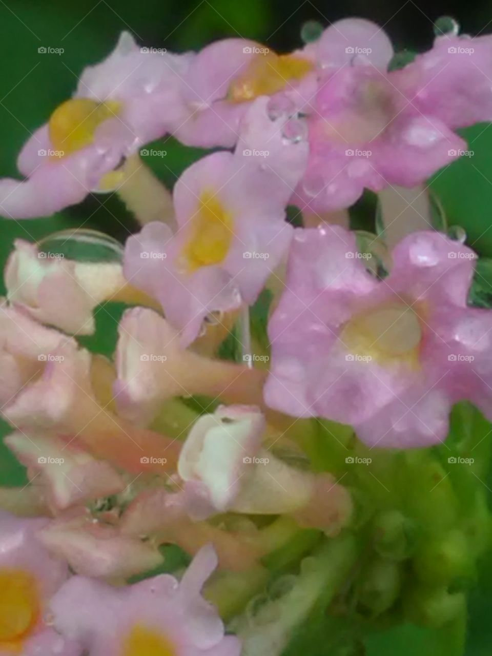 Flower, Nature, No Person, Flora, Floral