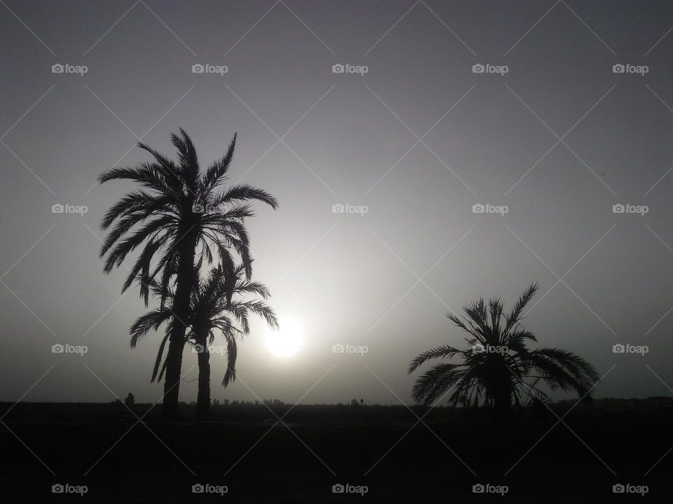 Sunset and beautiful palm trees embraced high sky.