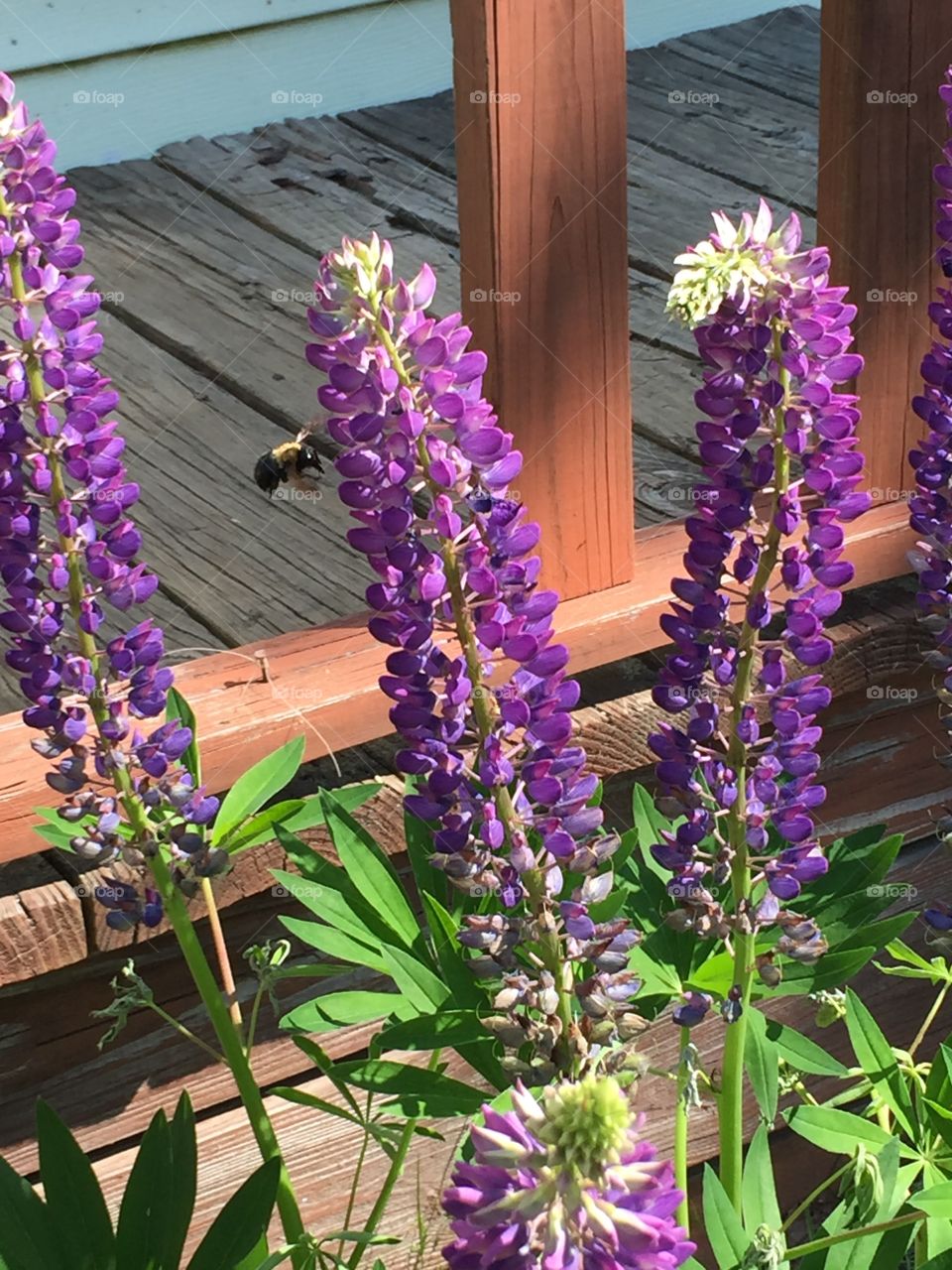 Maine lupine growing strong and true. Beautiful purples, whites and pinks sway in the breeze, attracting the bees. 