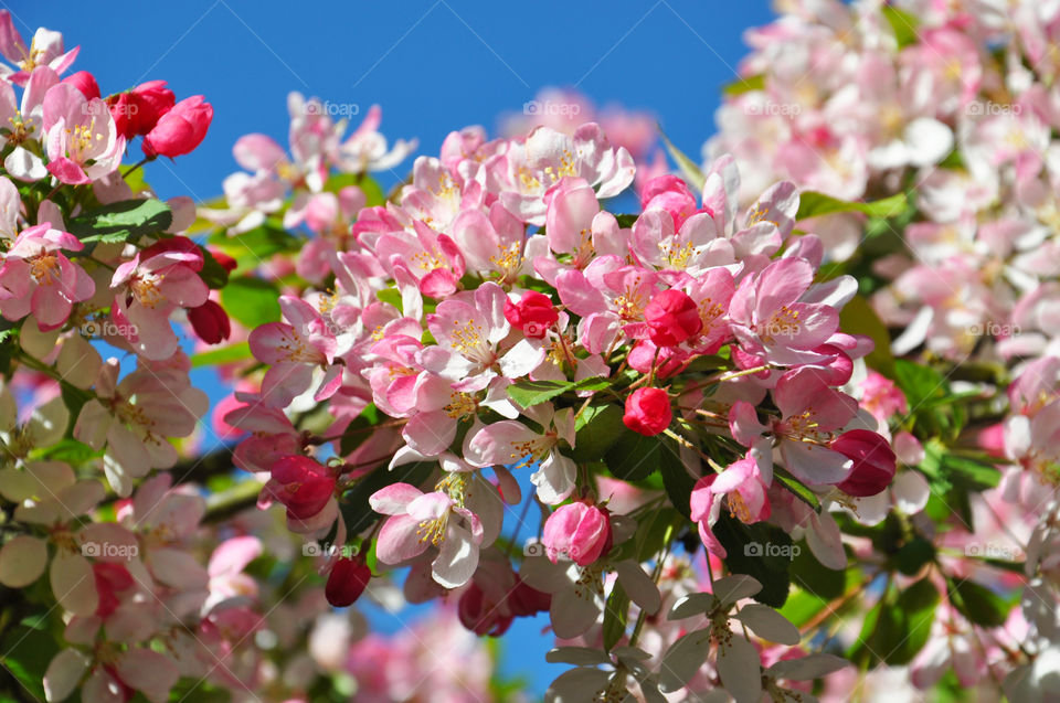 Blooming tree branch 