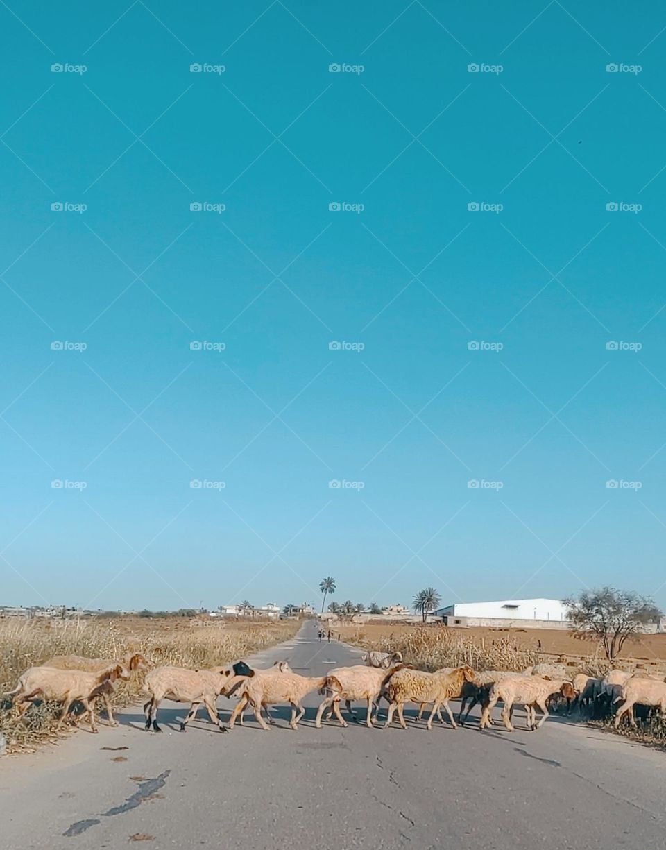 A snapshot of the sheep while crossing the street