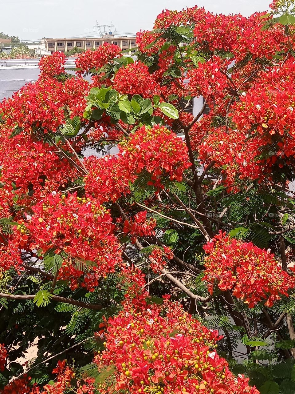 *Ravarma* Fully red, Only red tree, Amazing red, Cute flowers