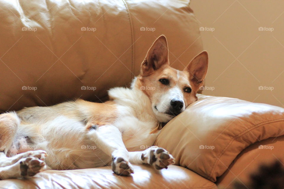 Gabby trying to fall asleep on couch