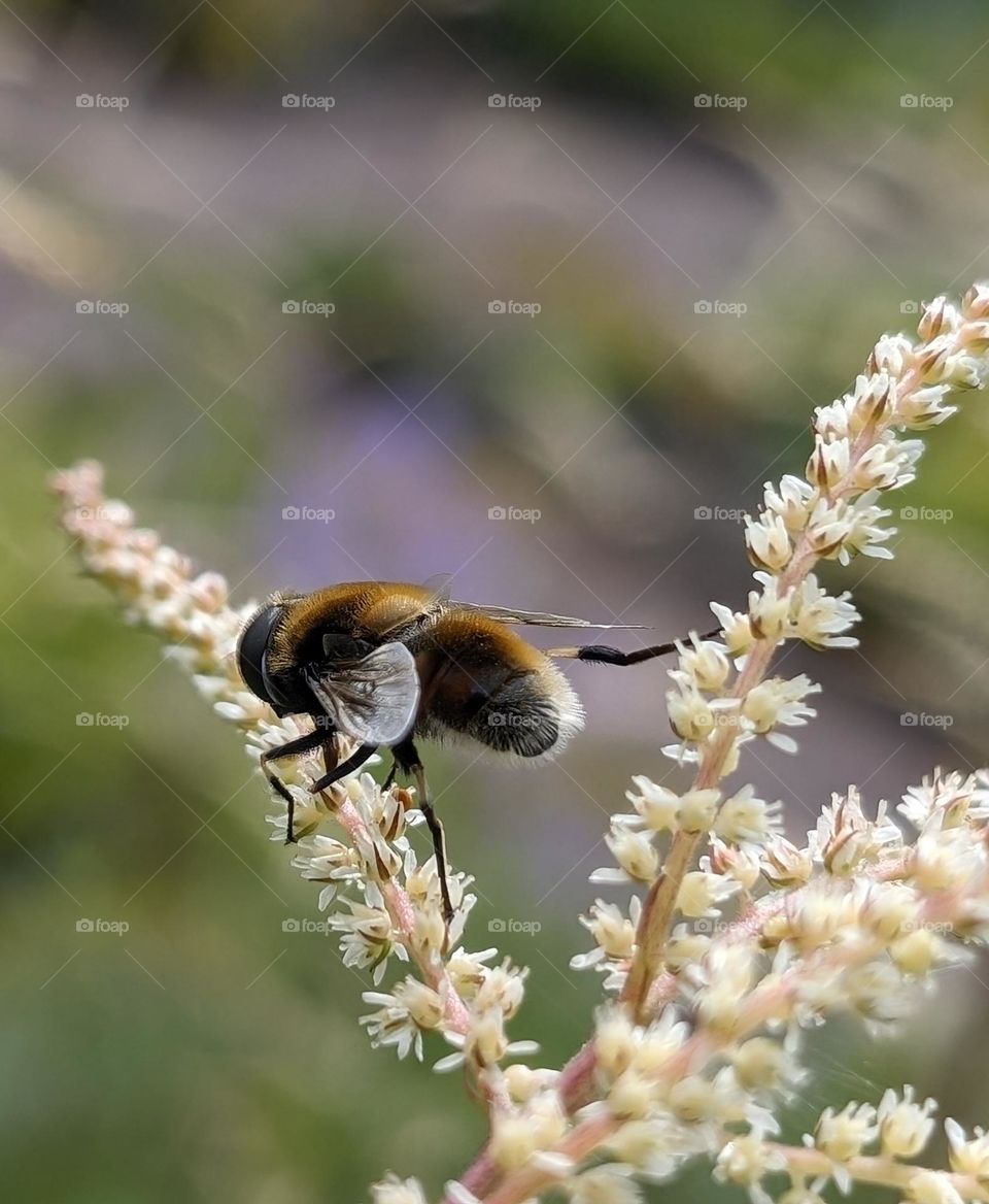 Fluffy Honey Bee