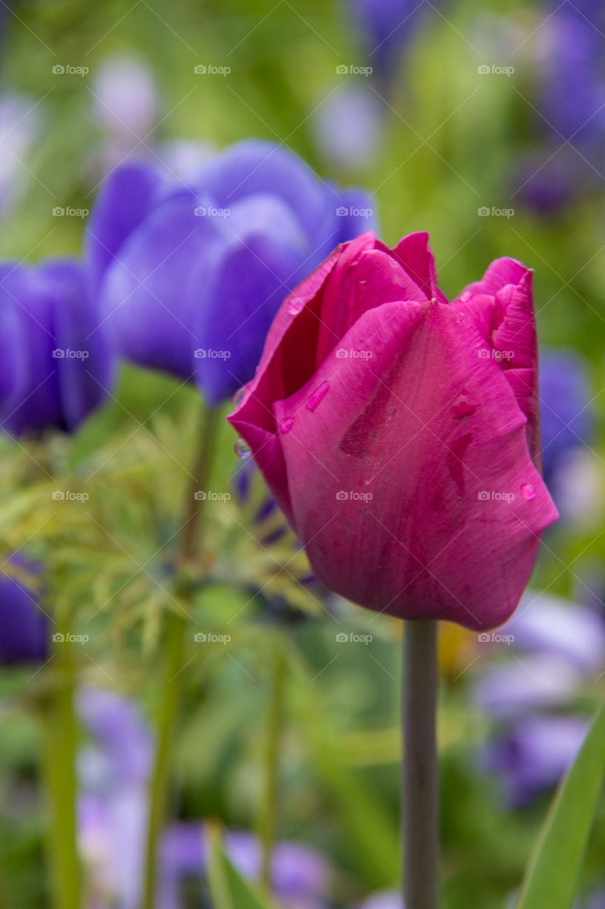 Water drops on tulips