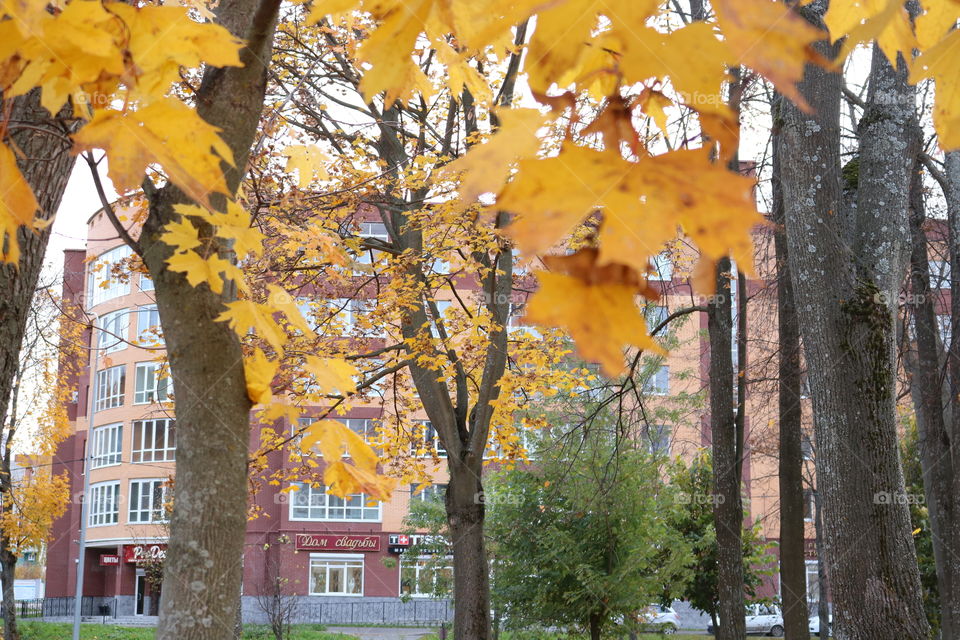 дом.город.листья.осень.