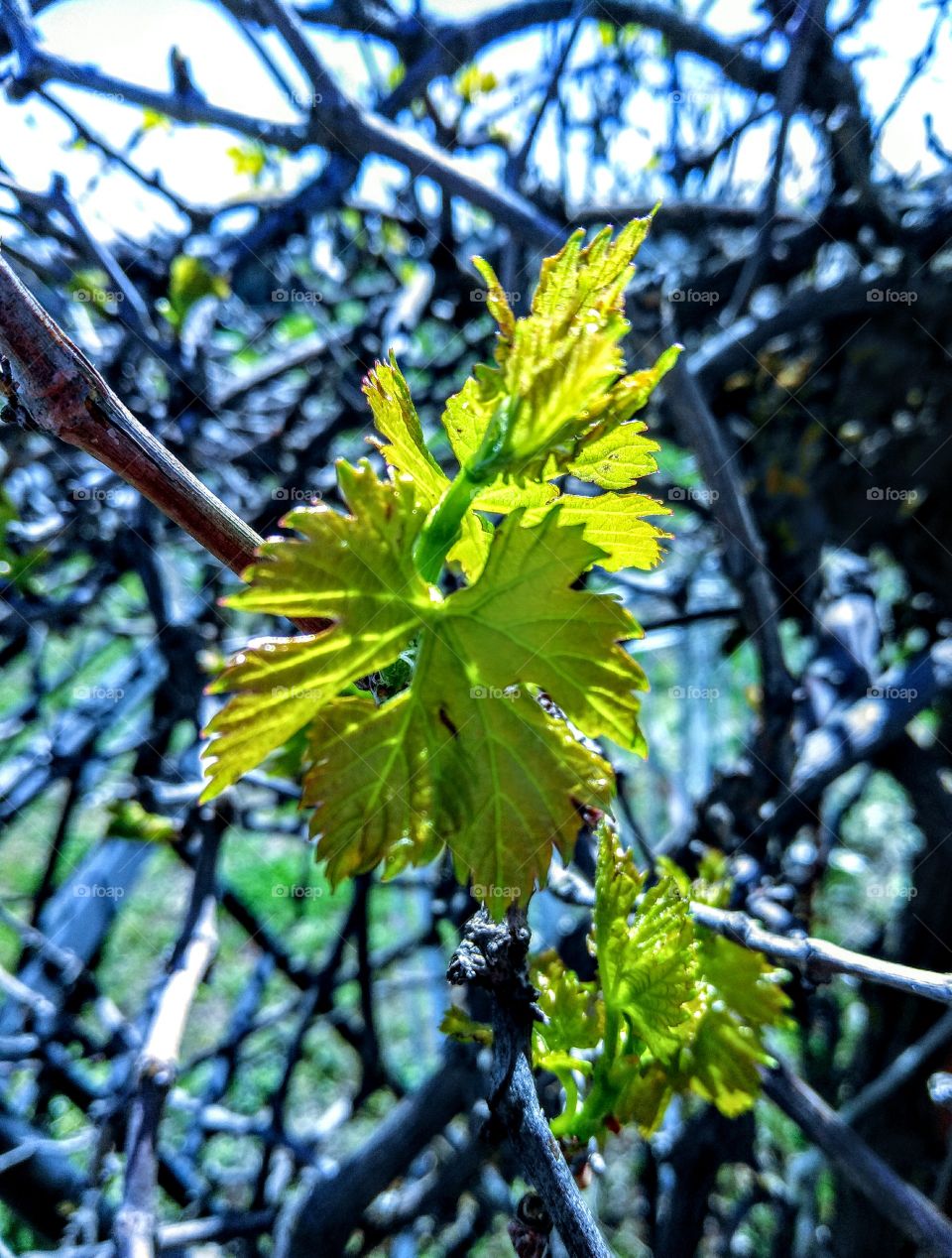 Grapevines first leaves