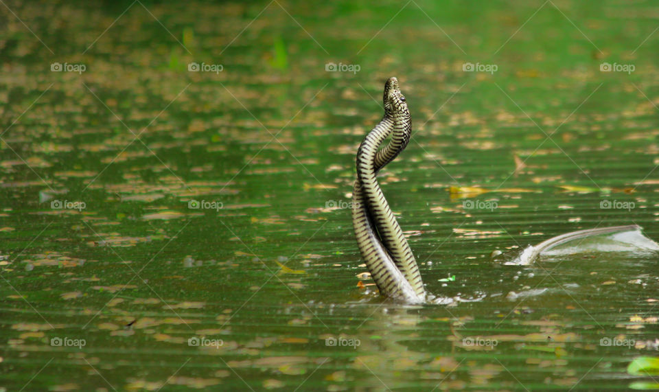 rat snake combate, both are non-venomous male snake