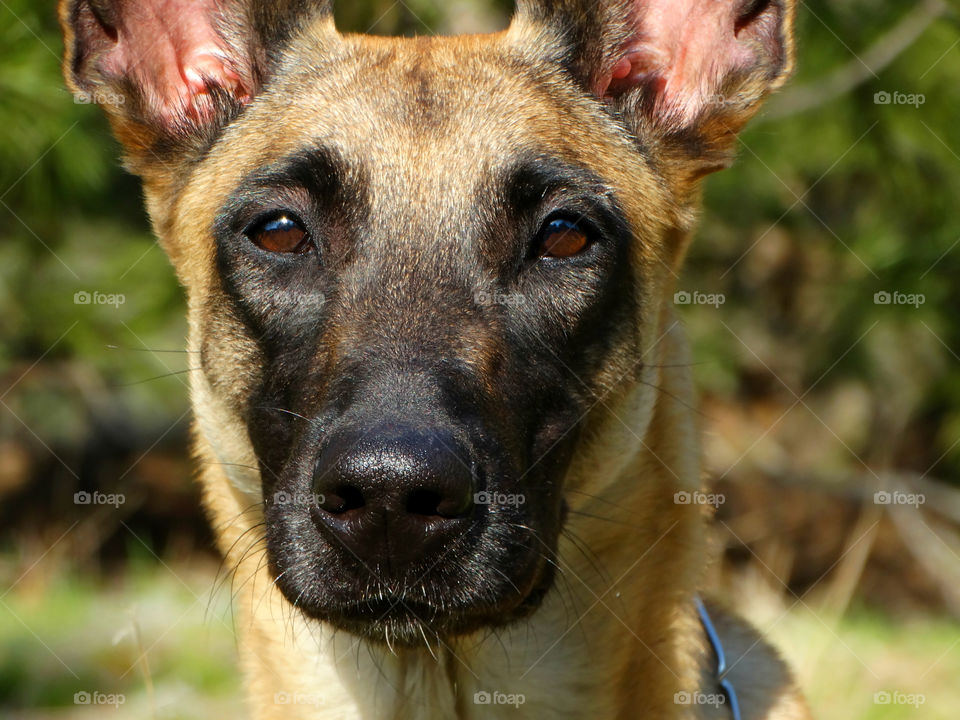 Belgian shepherd malinois dog and spring